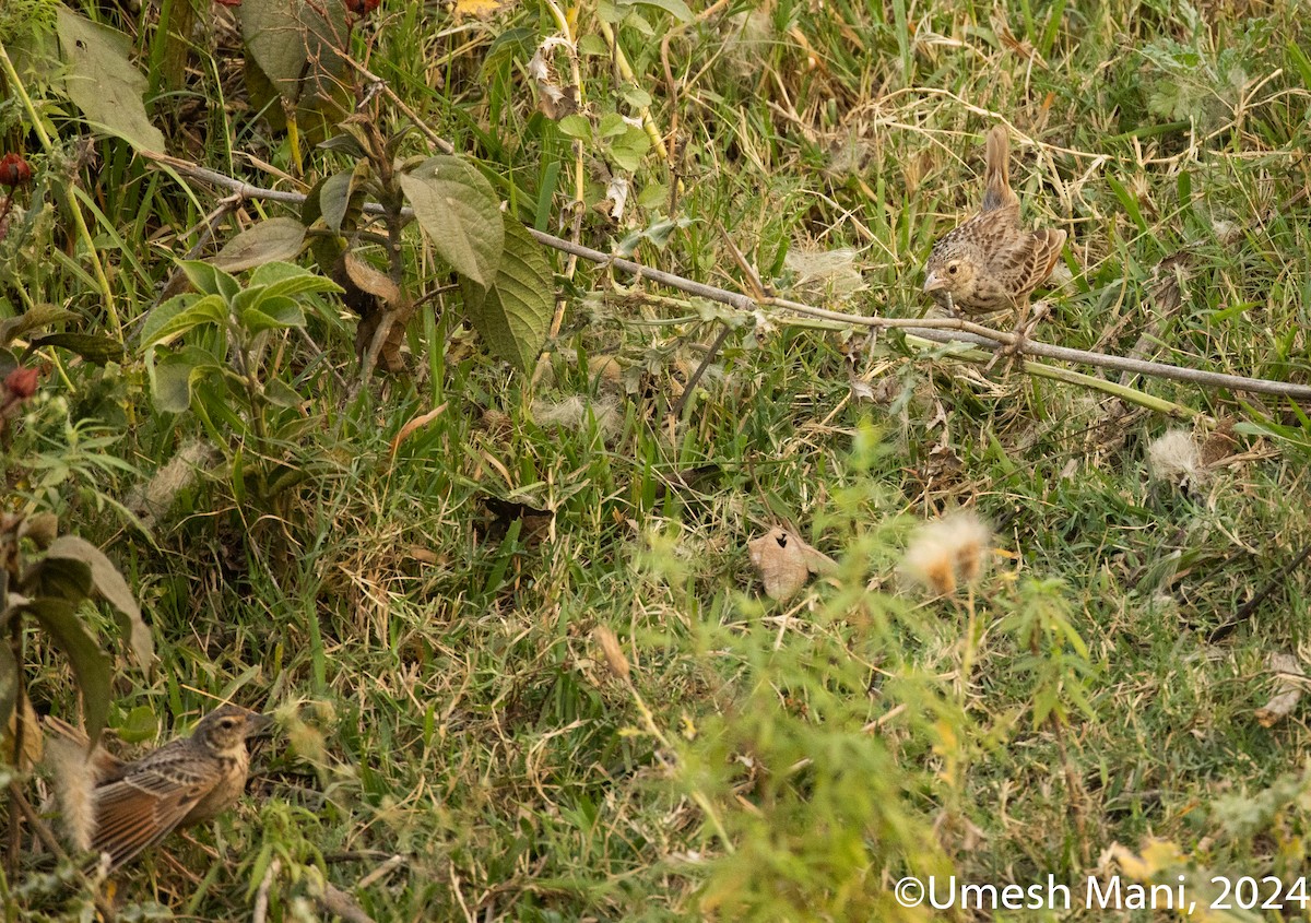 Bengal Bushlark - ML620204848