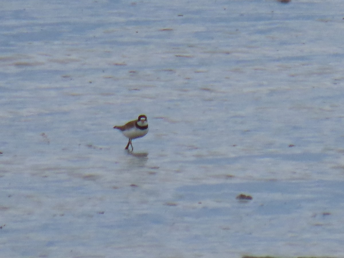 Semipalmated Plover - ML620204852