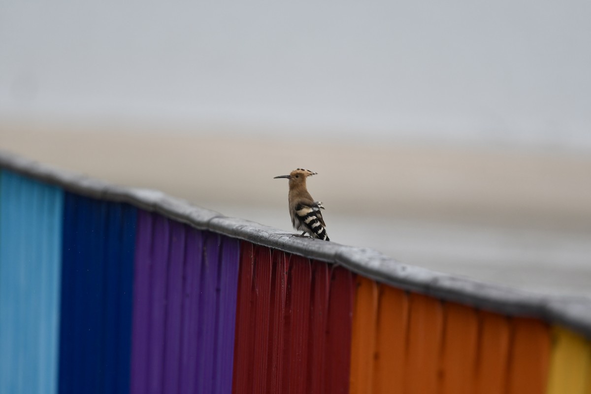 Eurasian Hoopoe - ML620204859