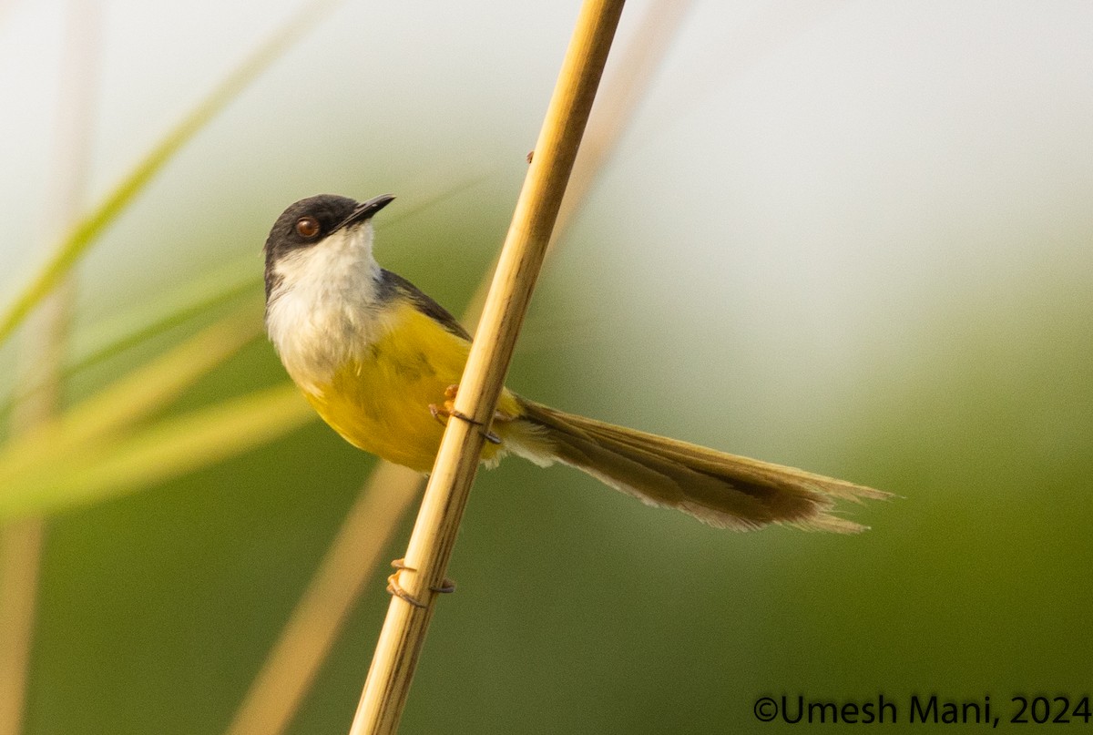 Yellow-bellied Prinia - ML620204864