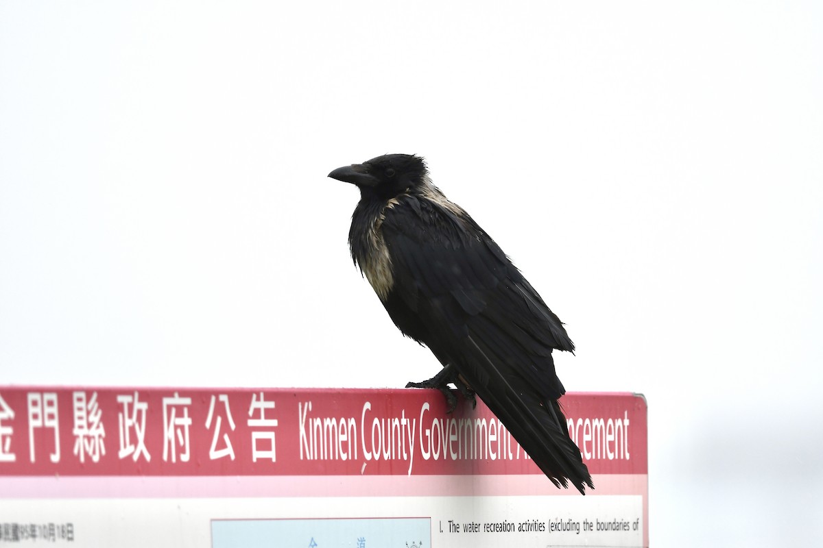 Collared Crow - ML620204866