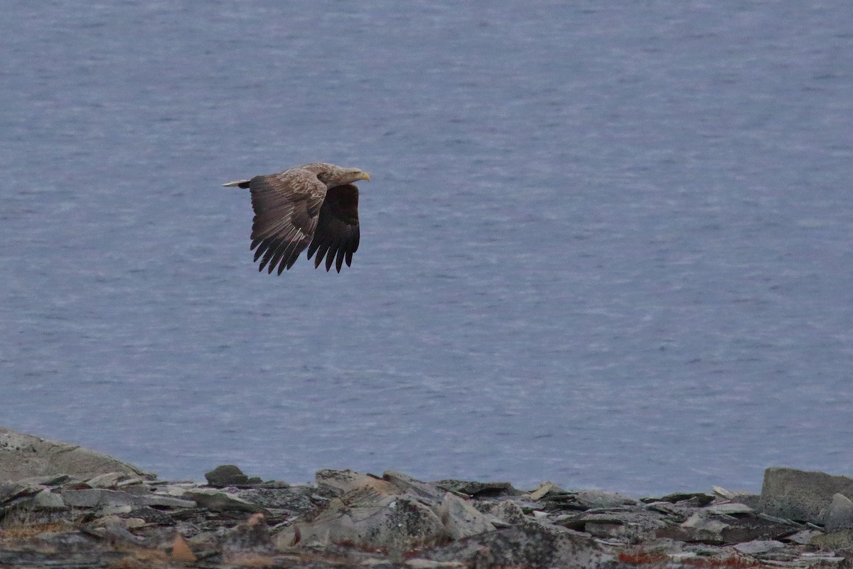 White-tailed Eagle - ML620204880