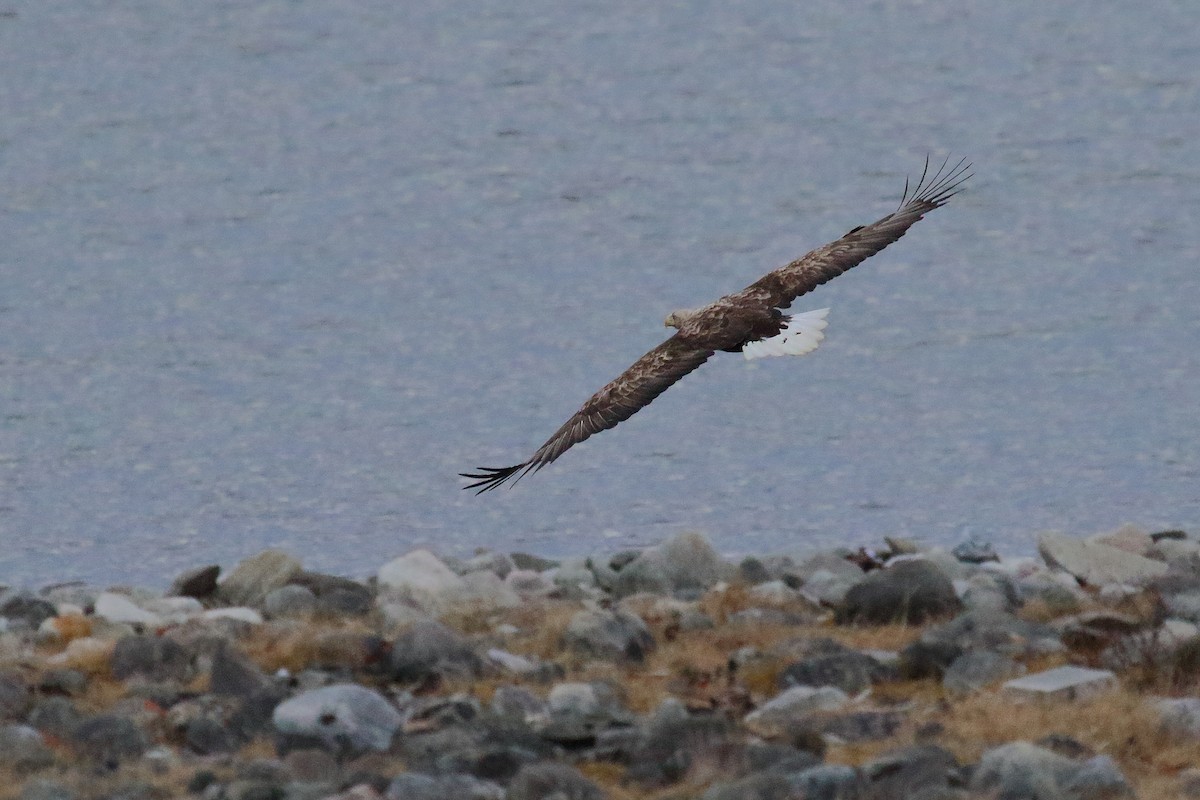 White-tailed Eagle - ML620204881