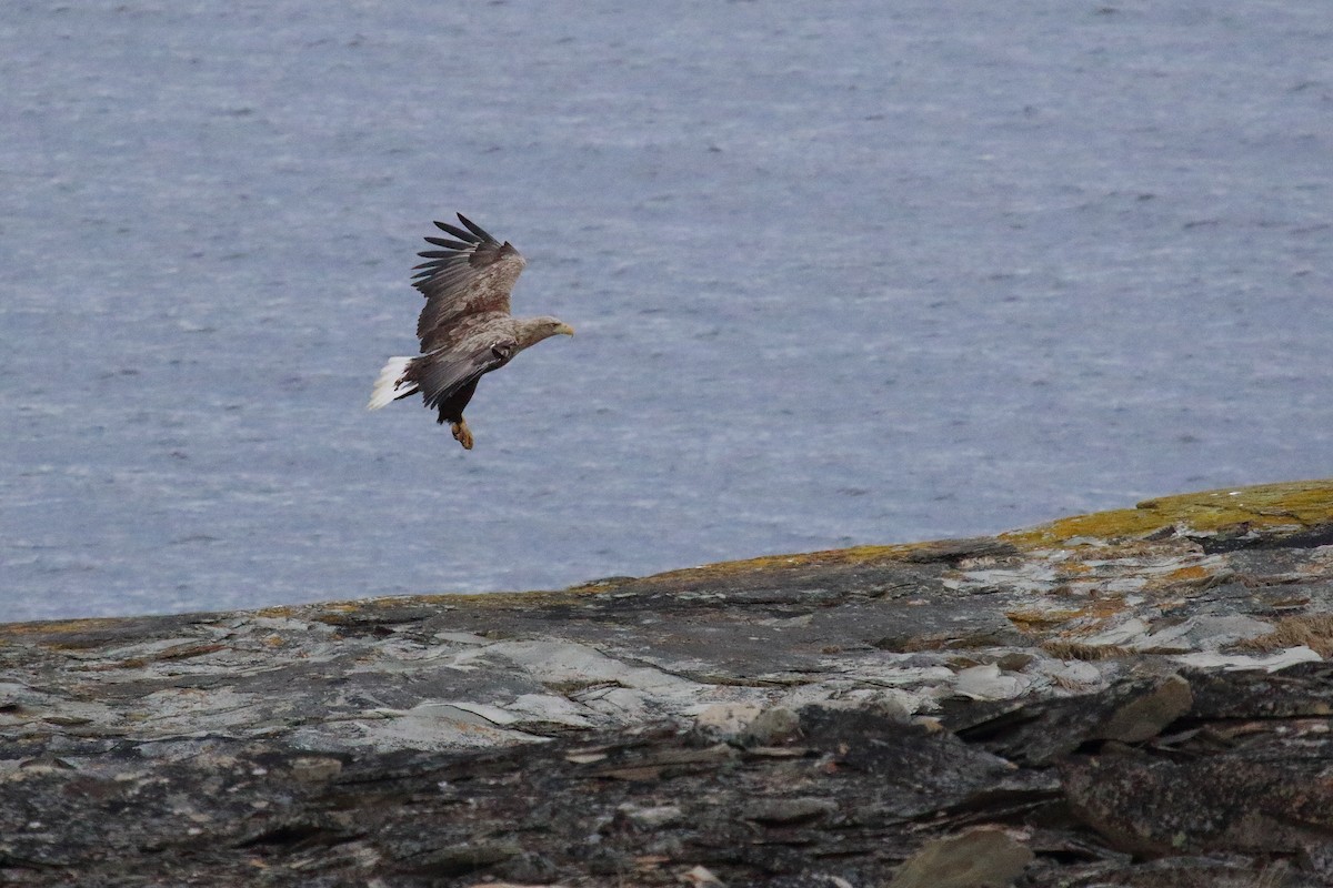 White-tailed Eagle - ML620204883