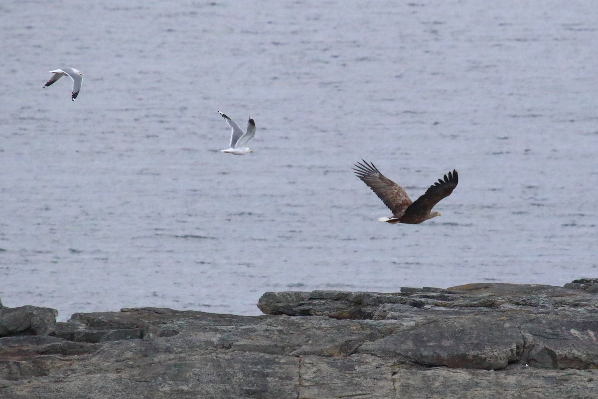 White-tailed Eagle - ML620204884