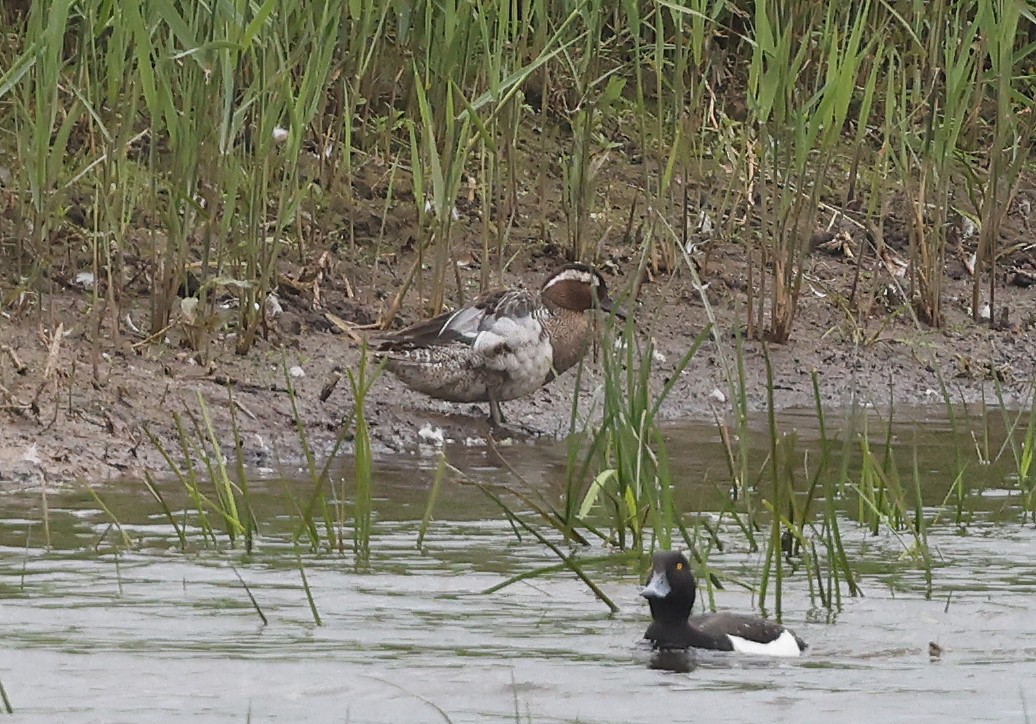 Garganey - ML620204893