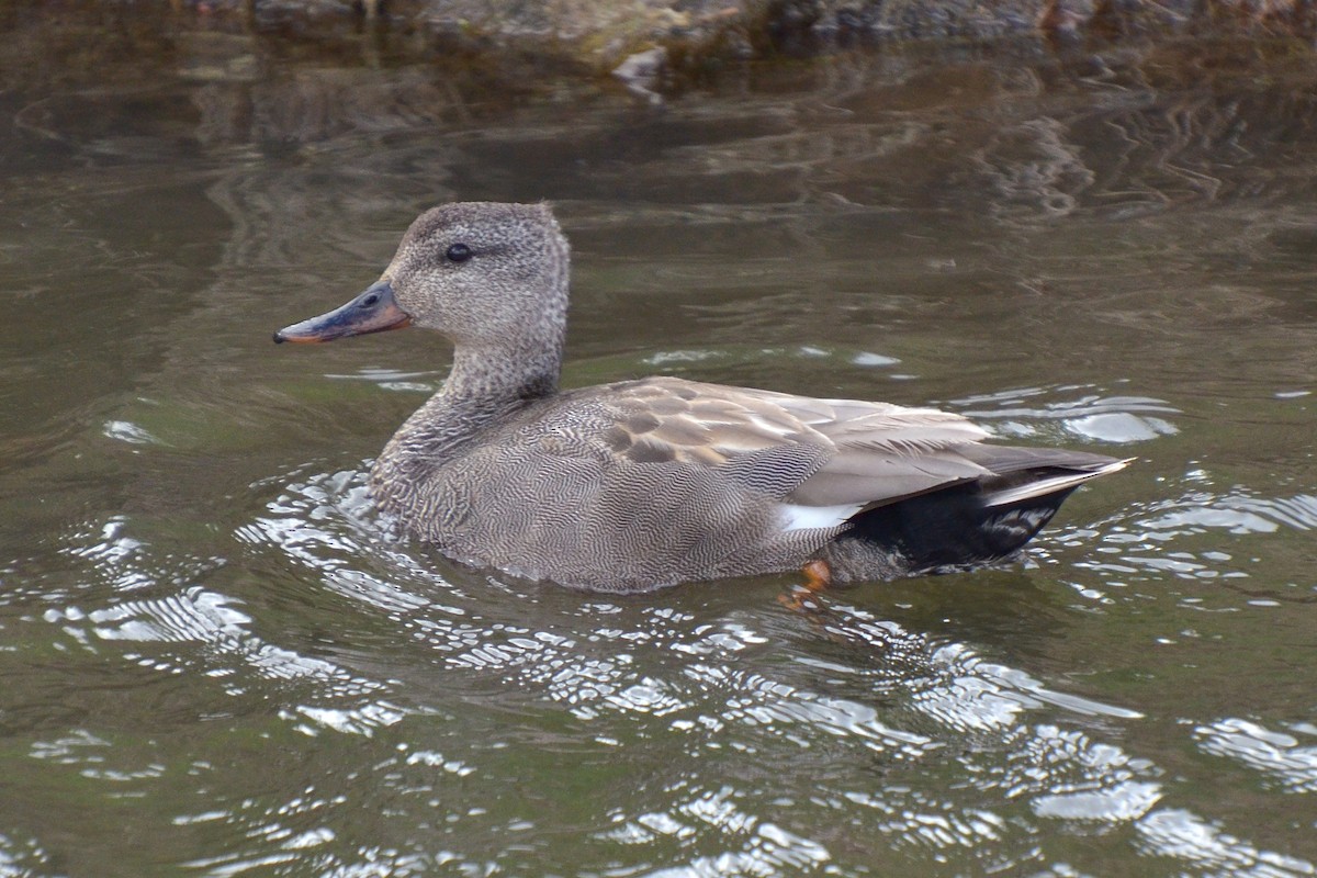 Gadwall - ML620204894