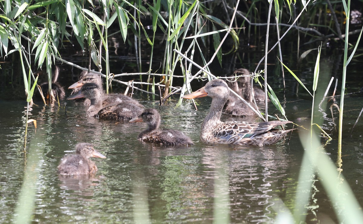 Northern Shoveler - ML620204898