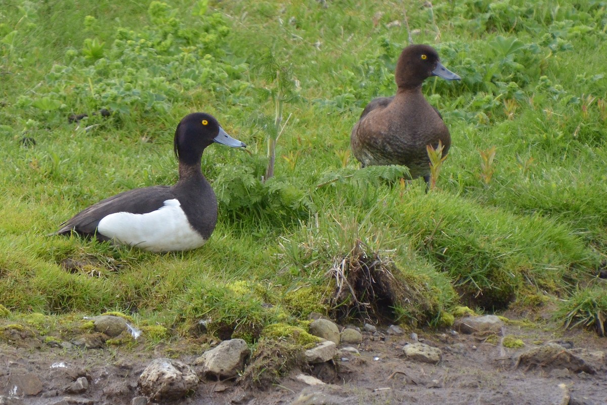 Tufted Duck - ML620204907