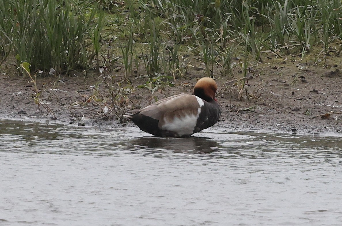 Red-crested Pochard - ML620204910