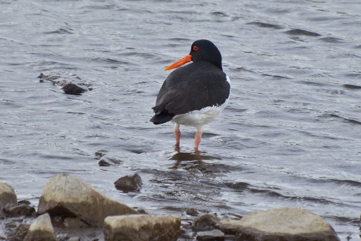 Eurasian Oystercatcher - ML620204912