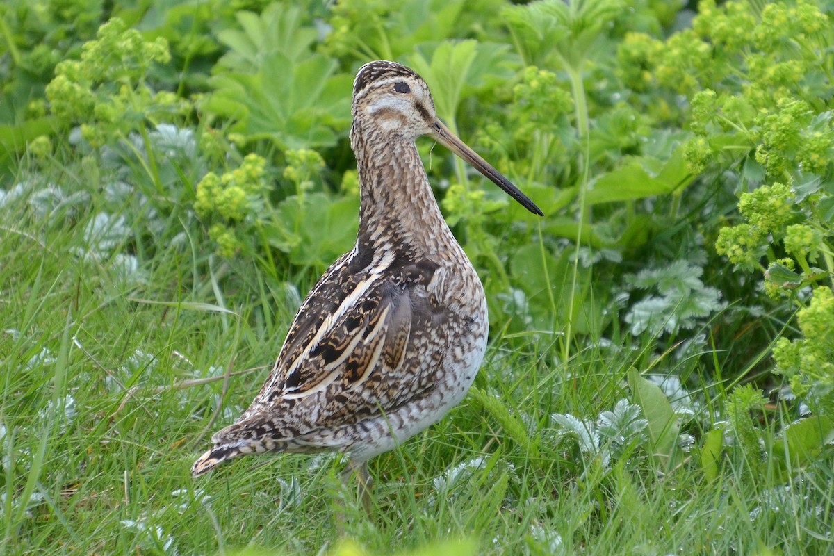 Common Snipe - ML620204916