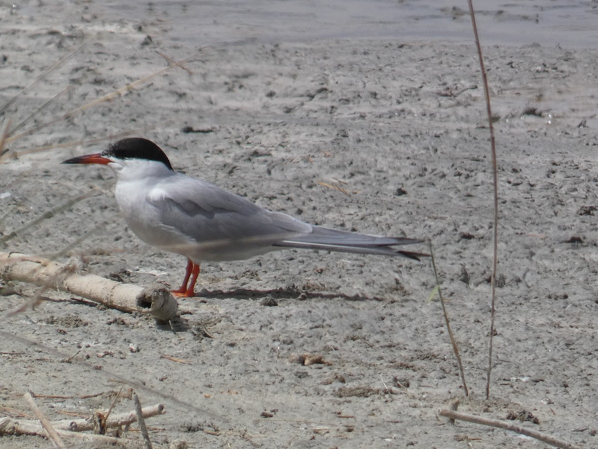 Common Tern - Xavier Parra Cuenca