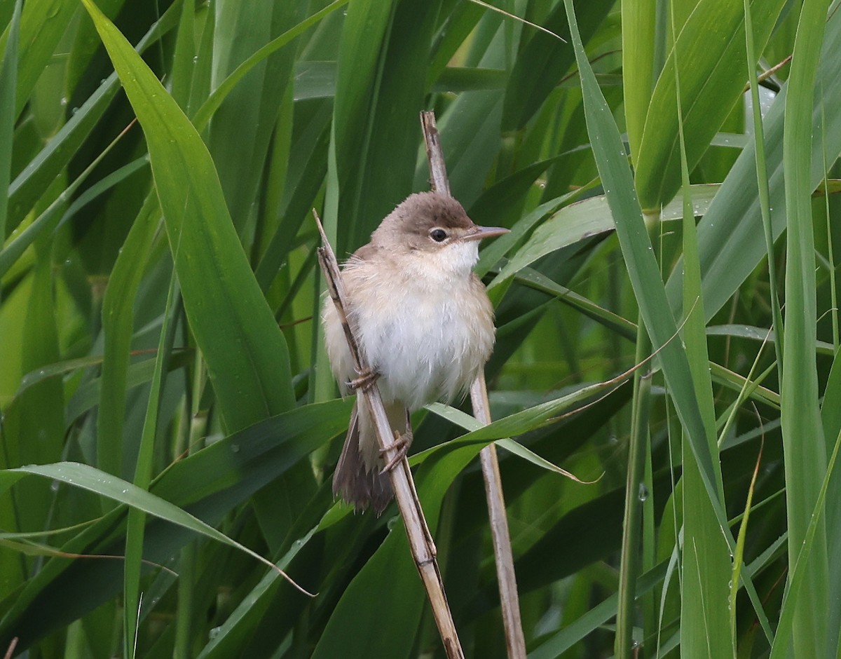 Common Reed Warbler - ML620204923