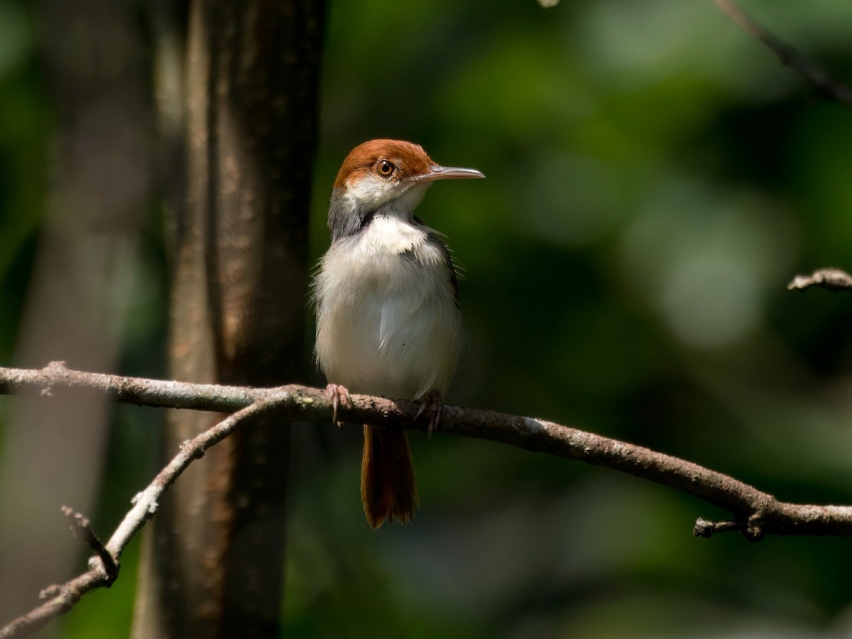 Rotschwanz-Schneidervogel - ML620204924