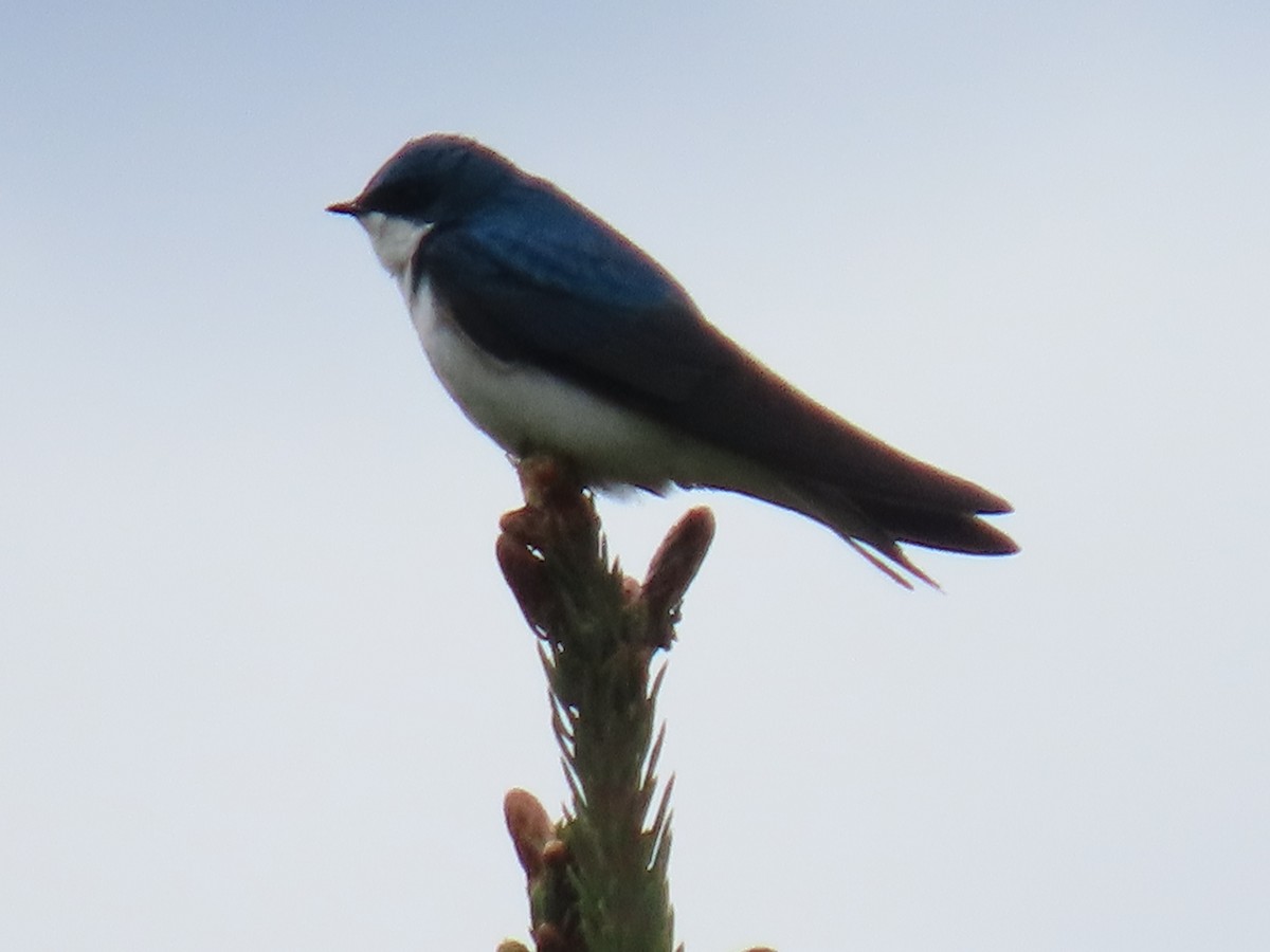 Golondrina Bicolor - ML620204927