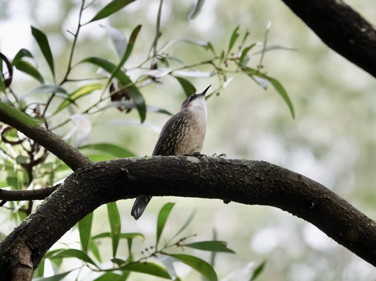 White-throated Treecreeper - ML620204930