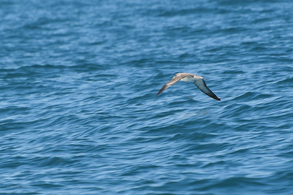 Cory's Shearwater - ML620204945