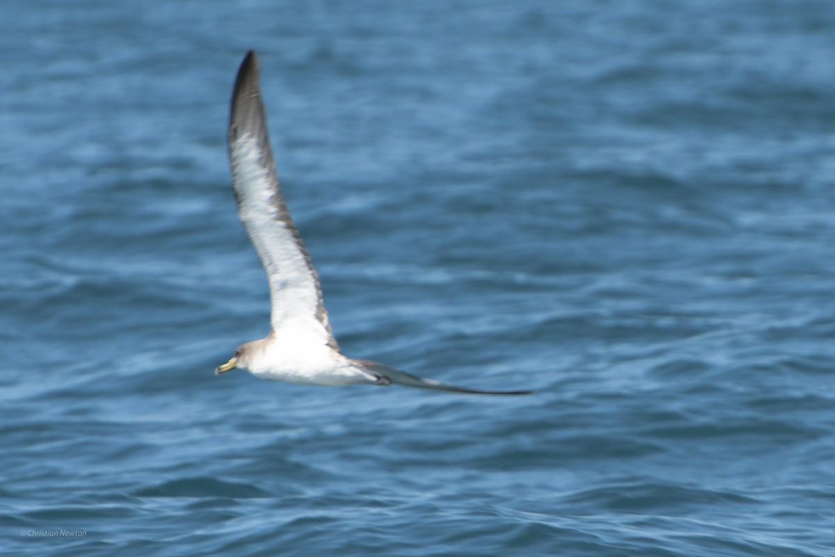 Cory's Shearwater - ML620204947