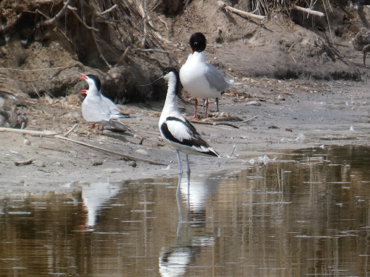 Pied Avocet - ML620204951