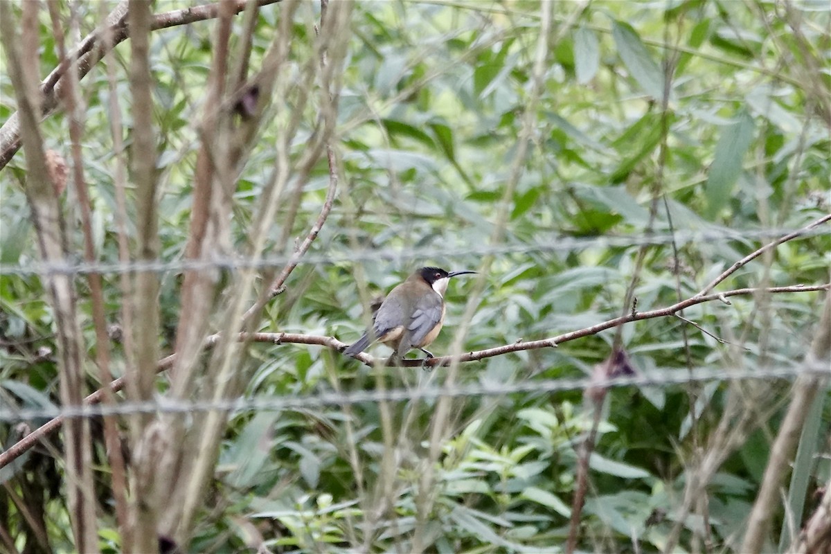 Eastern Spinebill - ML620204959