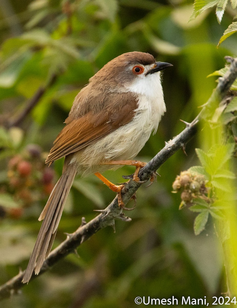 Yellow-eyed Babbler - ML620204964