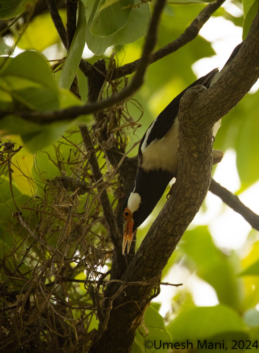 Indian Pied Starling - ML620204969