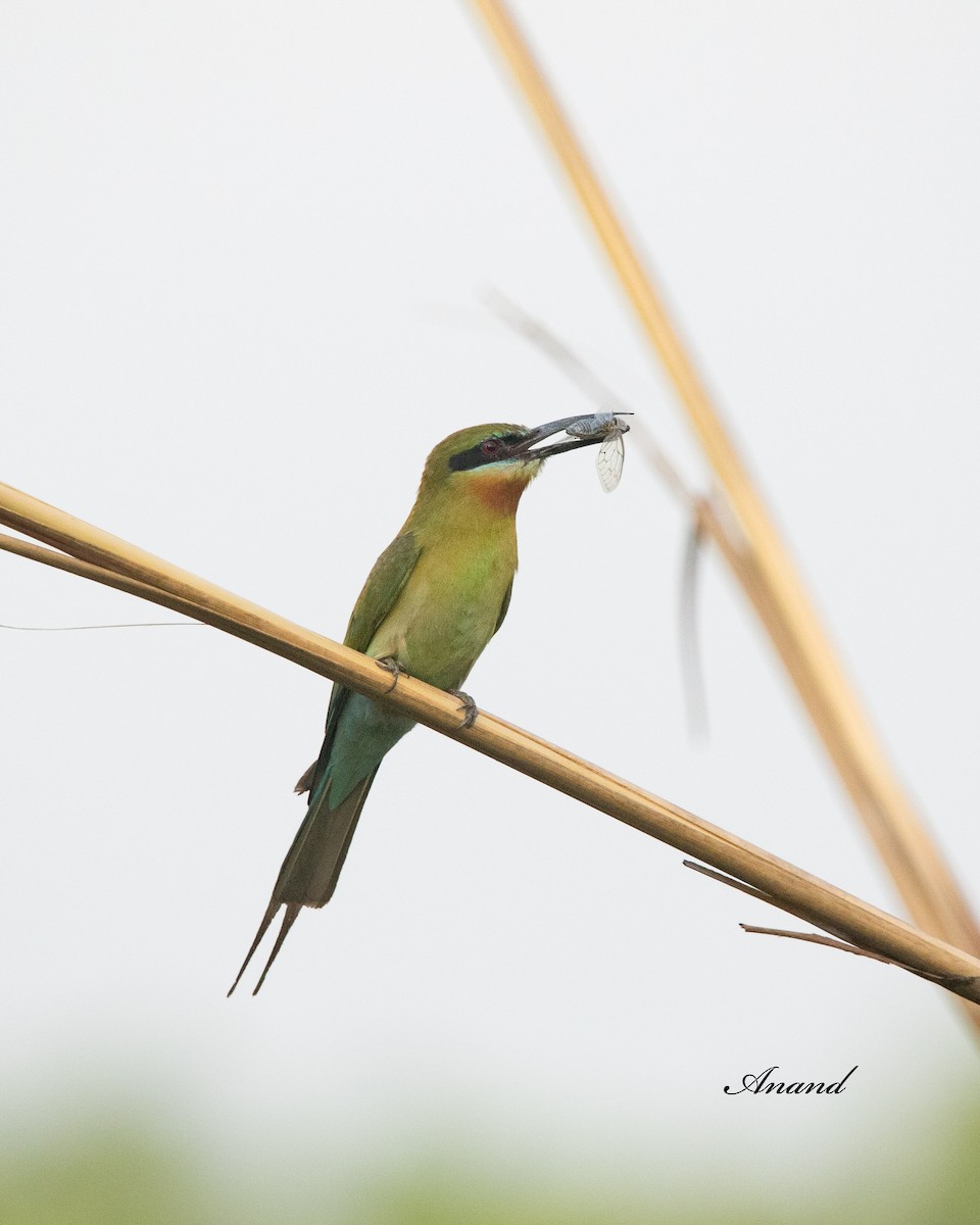 Blue-tailed Bee-eater - ML620204975