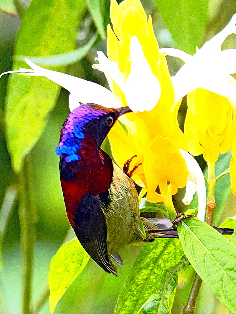 Black-throated Sunbird - Sue Chew Yap