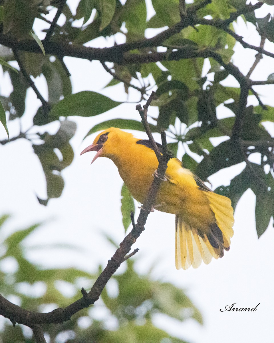 Indian Golden Oriole - ML620204985