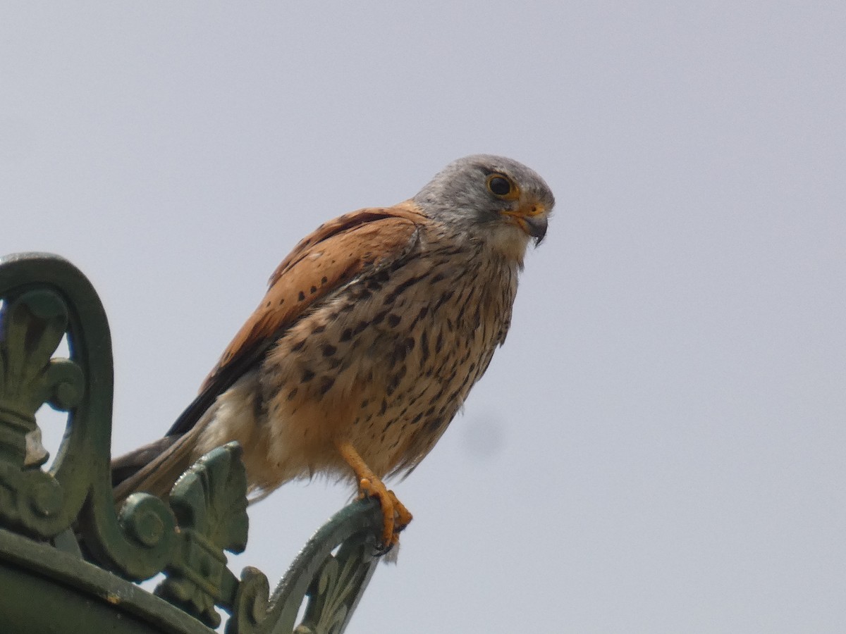 Eurasian Kestrel - ML620204991