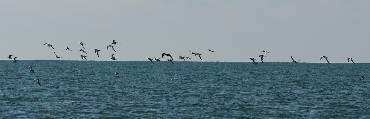 Common Tern - ML620205009