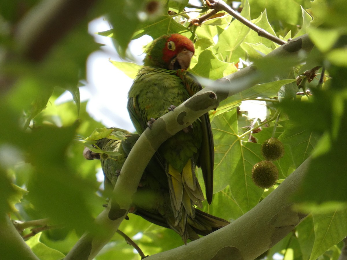 Guayaquil Papağanı - ML620205011