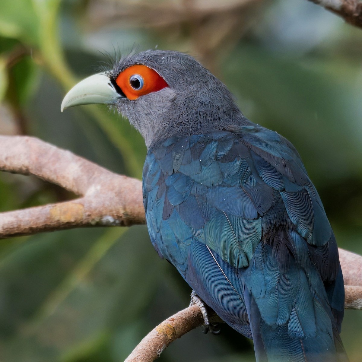 Chestnut-bellied Malkoha - ML620205016