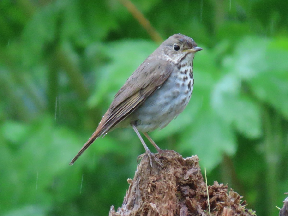 Hermit Thrush - ML620205017