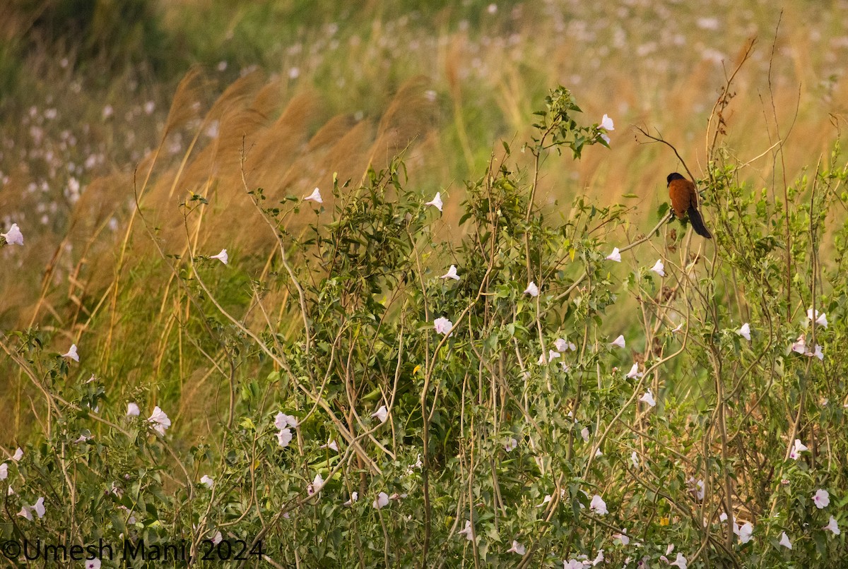 Grand Coucal - ML620205018