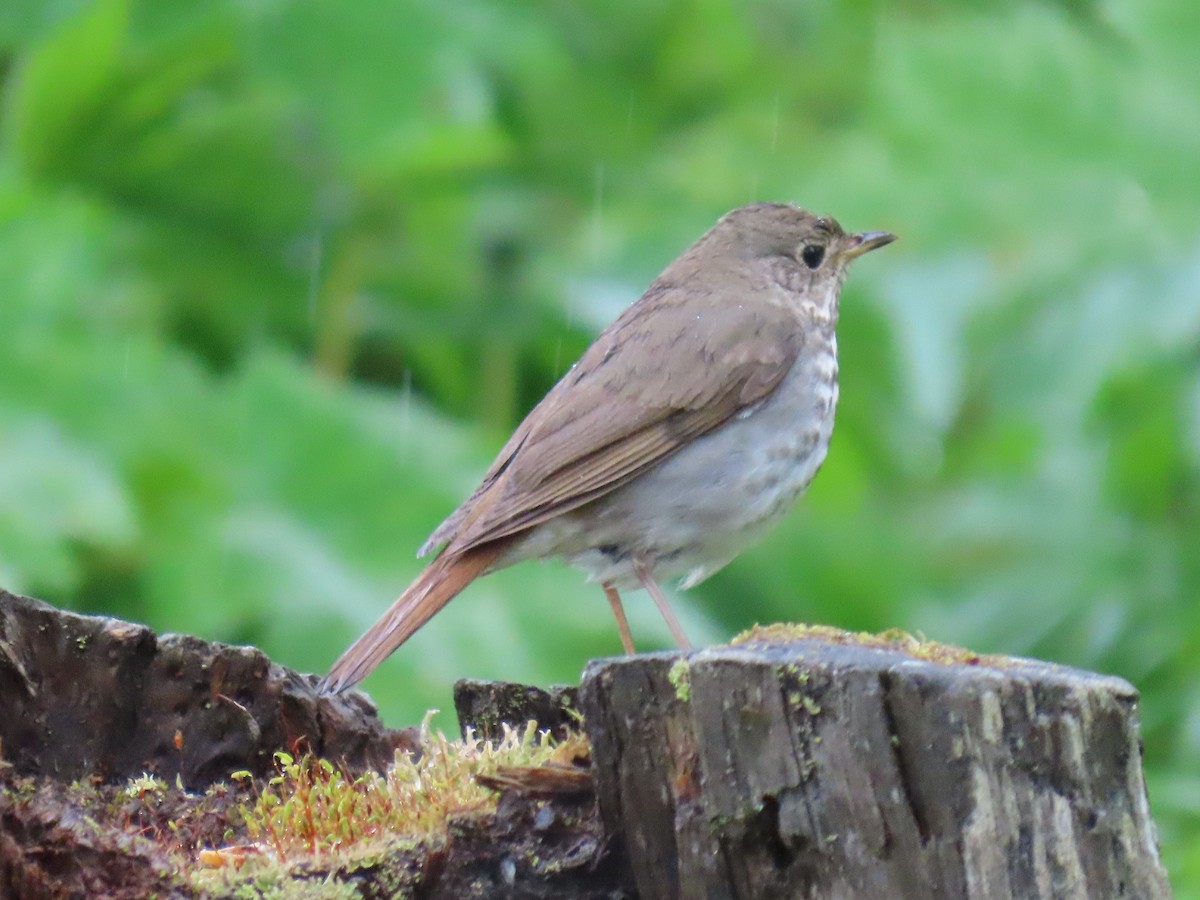 Hermit Thrush - ML620205020