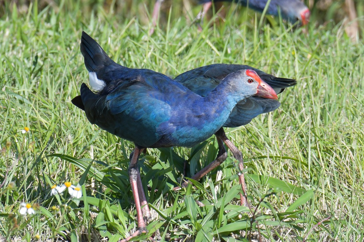 Gray-headed Swamphen - ML620205023