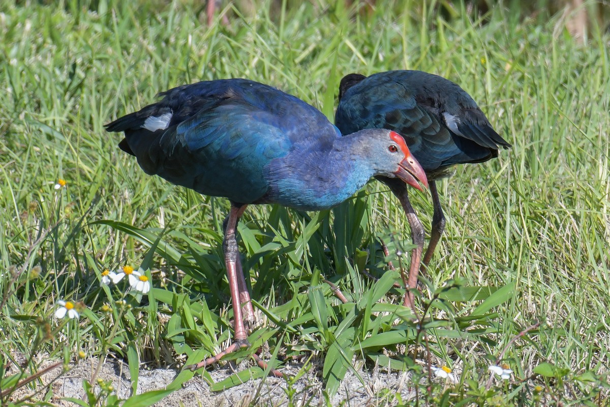 Gray-headed Swamphen - ML620205024