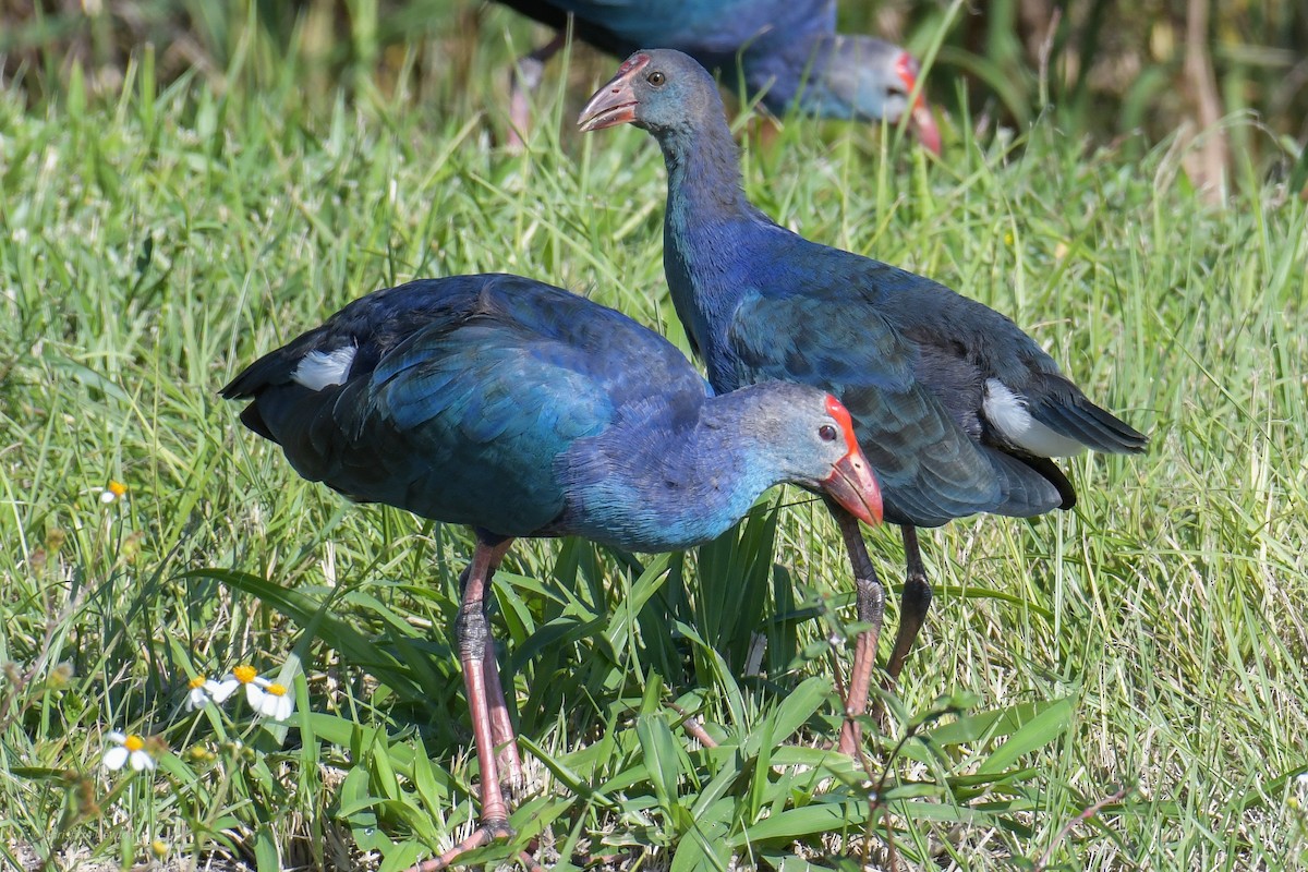 Gray-headed Swamphen - ML620205025