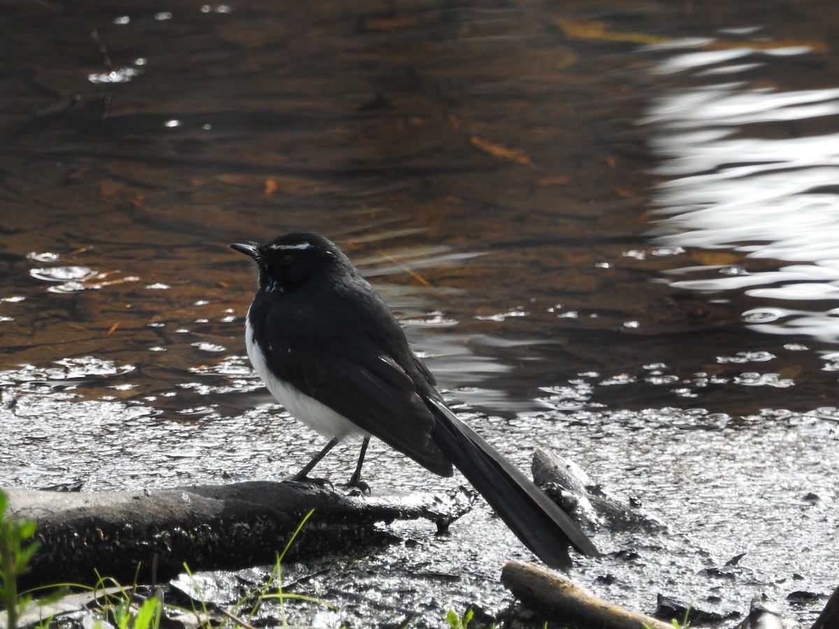 Willie-wagtail - ML620205029
