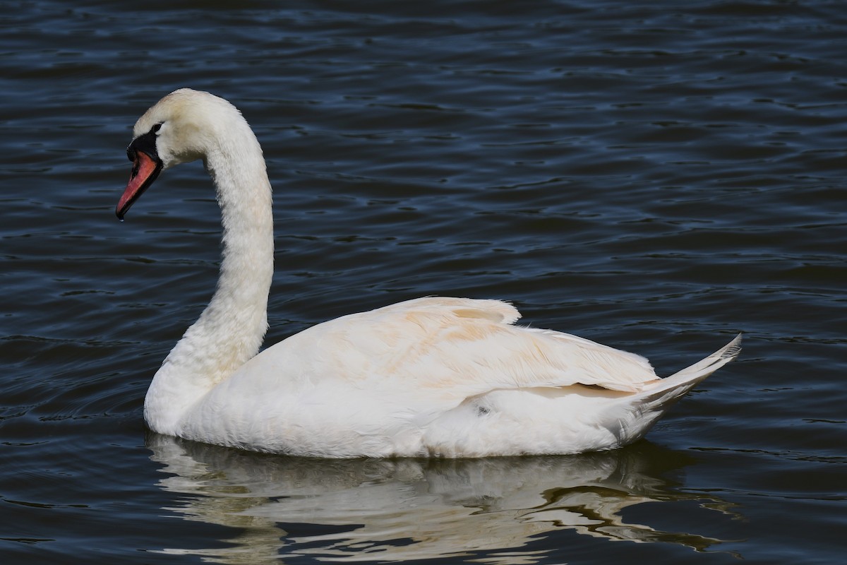 Mute Swan - ML620205044