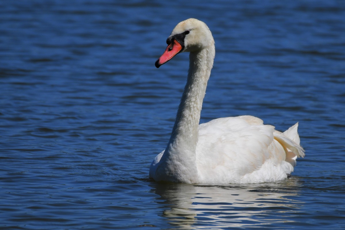 Mute Swan - ML620205045