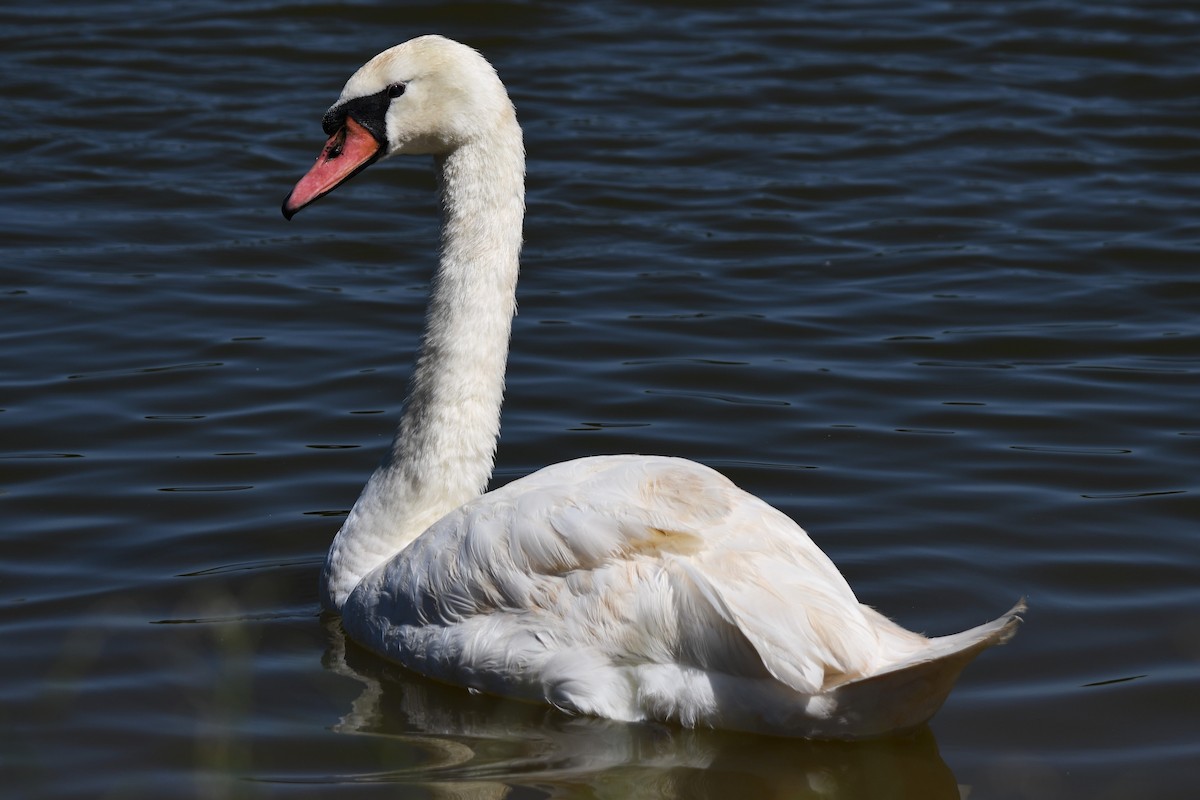 Mute Swan - ML620205046