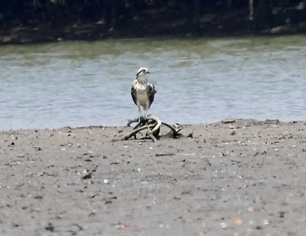 Águila Pescadora - ML620205049