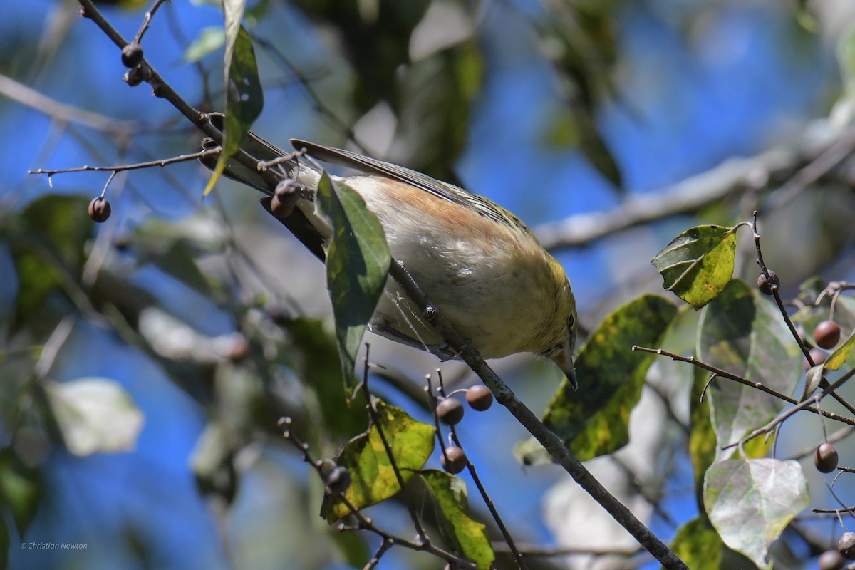 Bay-breasted Warbler - ML620205062