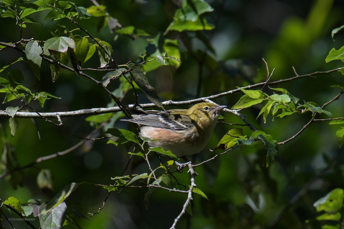 Bay-breasted Warbler - ML620205064
