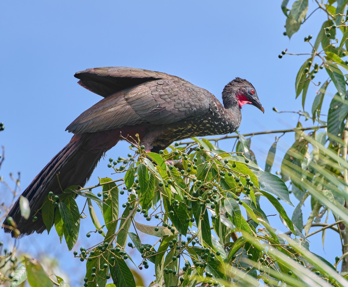 Crested Guan - ML620205066