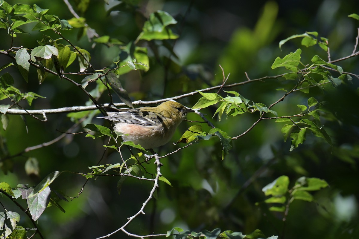 Bay-breasted Warbler - ML620205067