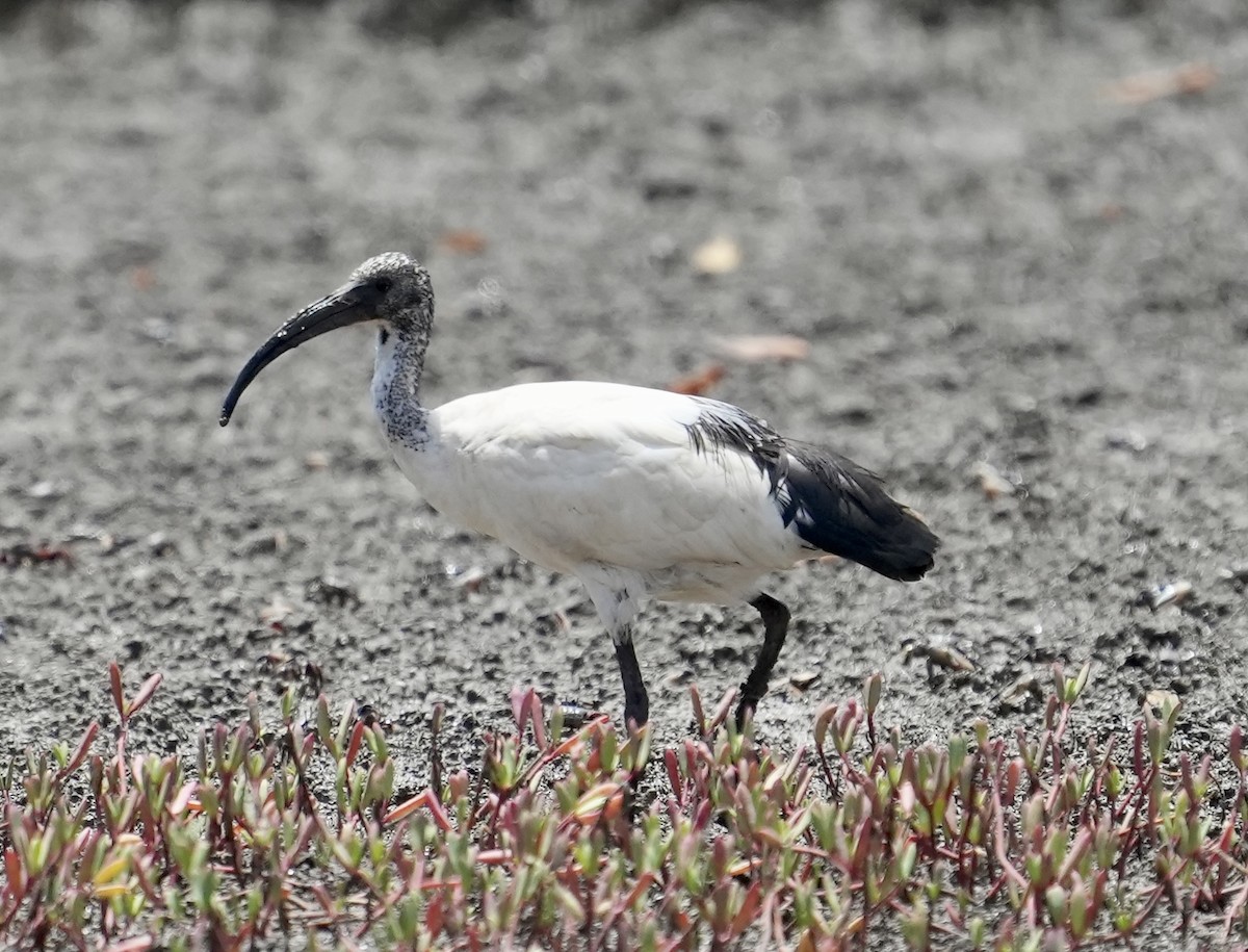 African Sacred Ibis - ML620205072